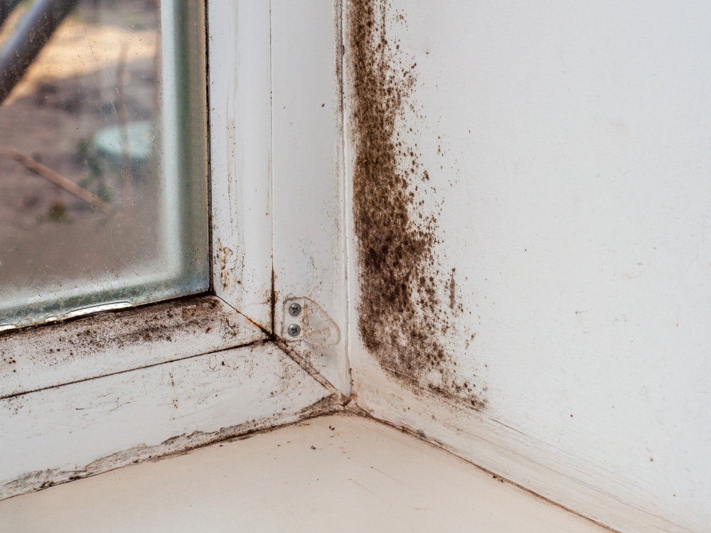 building dampness | Rommel NZ